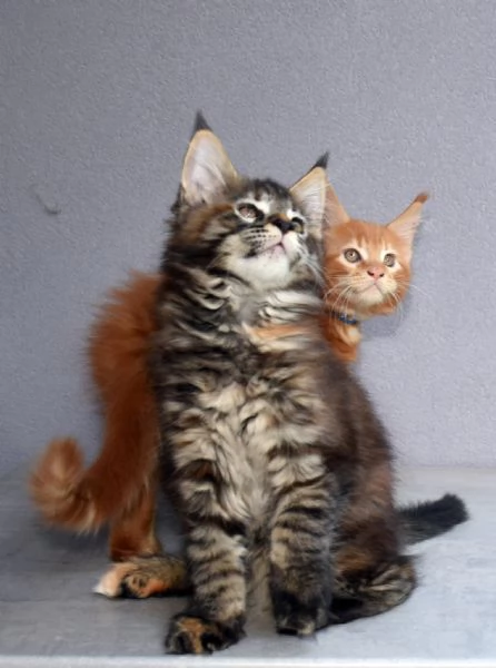 Cuccioli di Maine Coon  | Foto 3