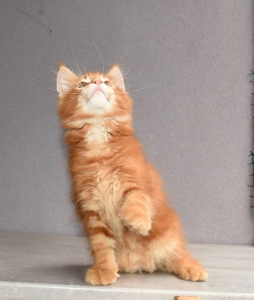 Cuccioli di Maine Coon  | Foto 2