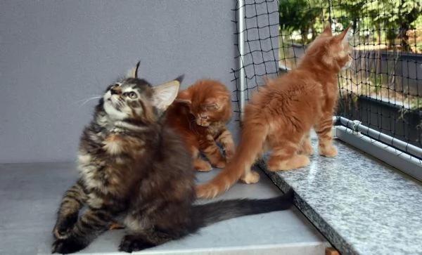 Cuccioli di Maine Coon  | Foto 1