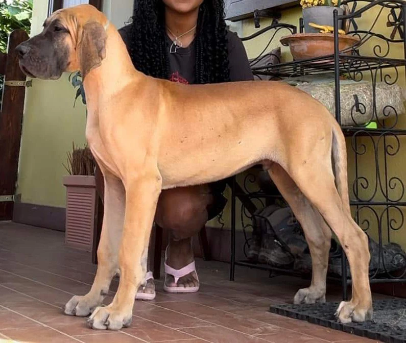 CEDESI CUCCIOLONE ALANO FULVO | Foto 1