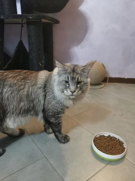 Maine Coon per monte | Foto 5