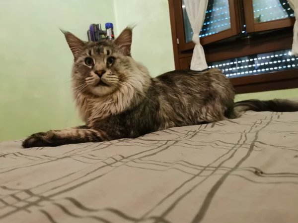 Maine Coon per monte | Foto 4