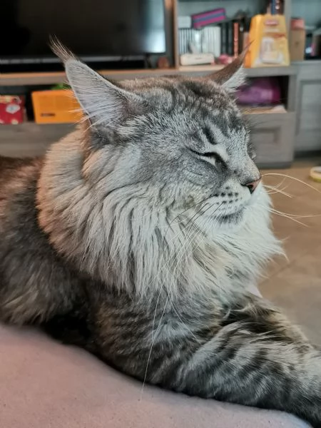 Maine Coon per monte | Foto 3