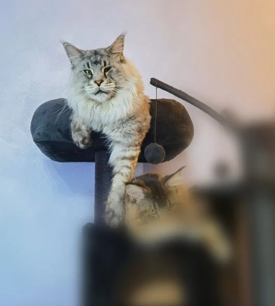 Maine Coon per monte | Foto 2