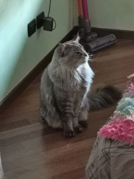 Maine Coon per monte | Foto 1