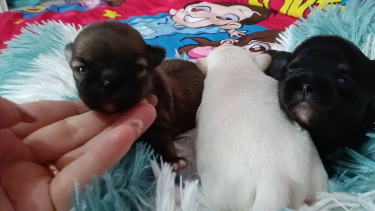 Cuccioli di chihuahua  | Foto 3