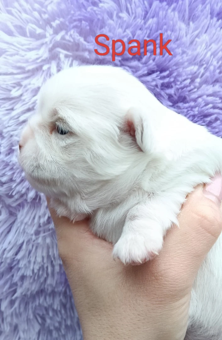 Cuccioli di chihuahua  | Foto 4