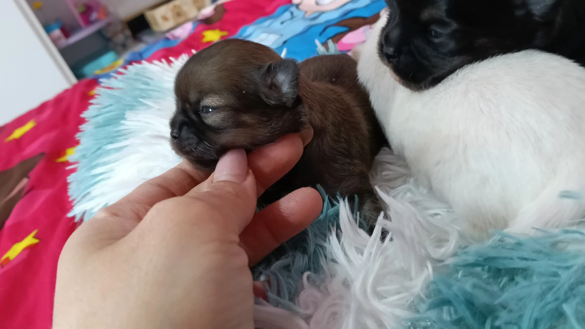 Cuccioli di chihuahua  | Foto 2