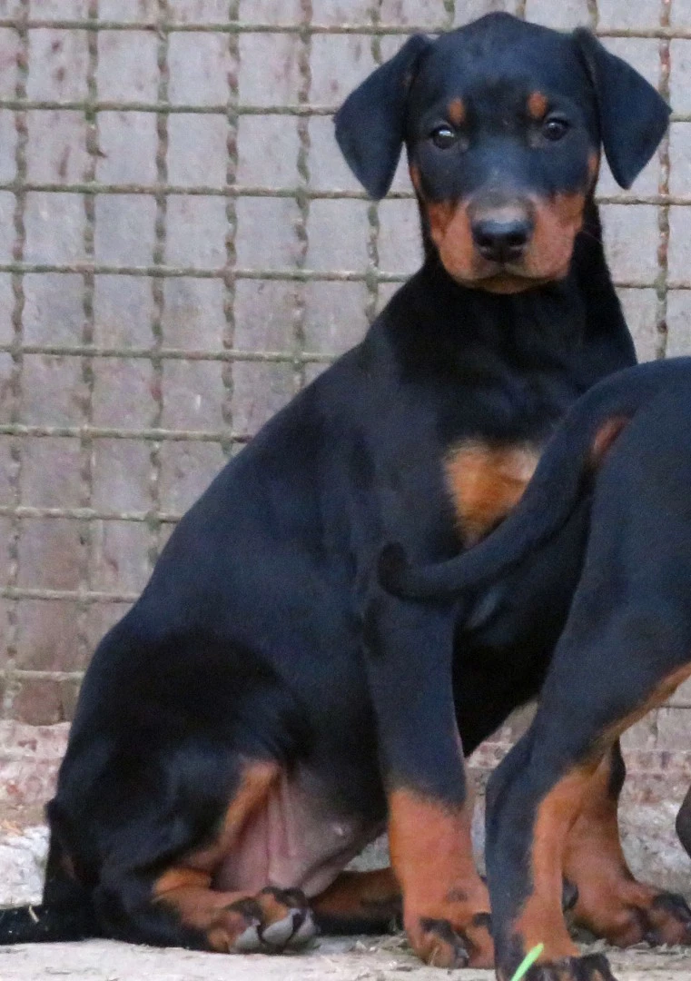 Dobermann cuccioli | Foto 4