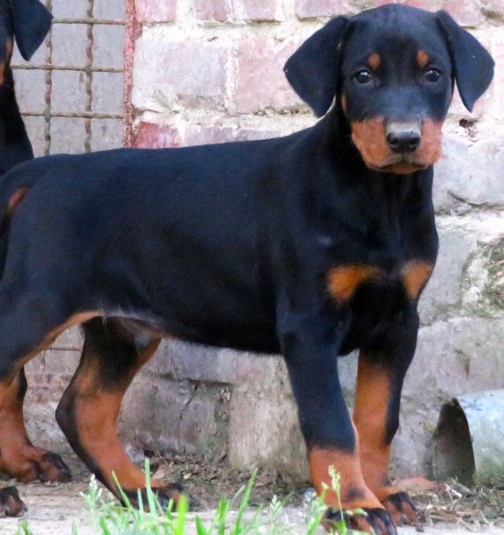 Dobermann cuccioli | Foto 5