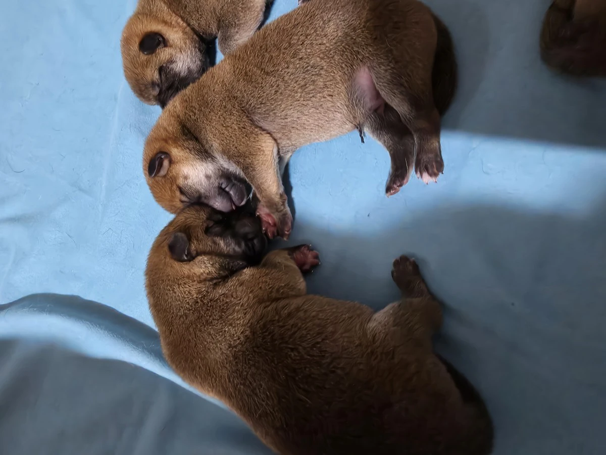 Cuccioli di shiba | Foto 2