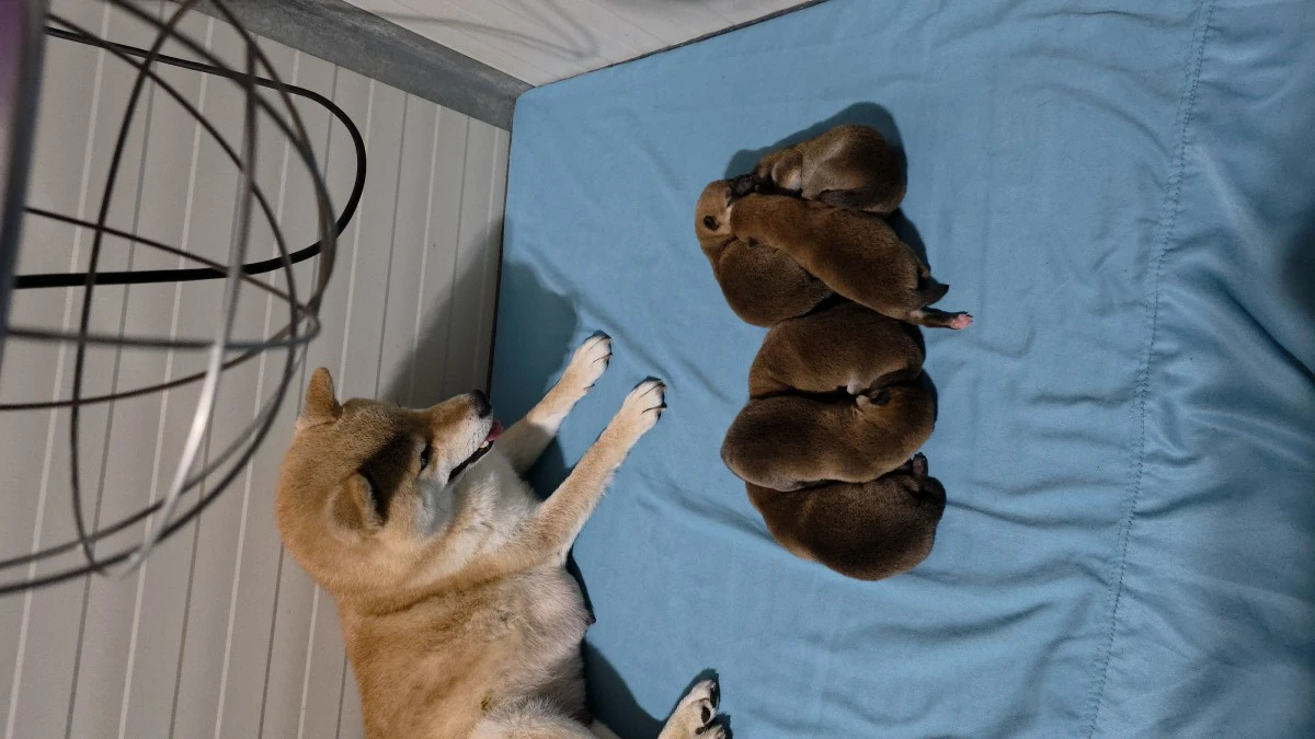 Cuccioli di shiba | Foto 1