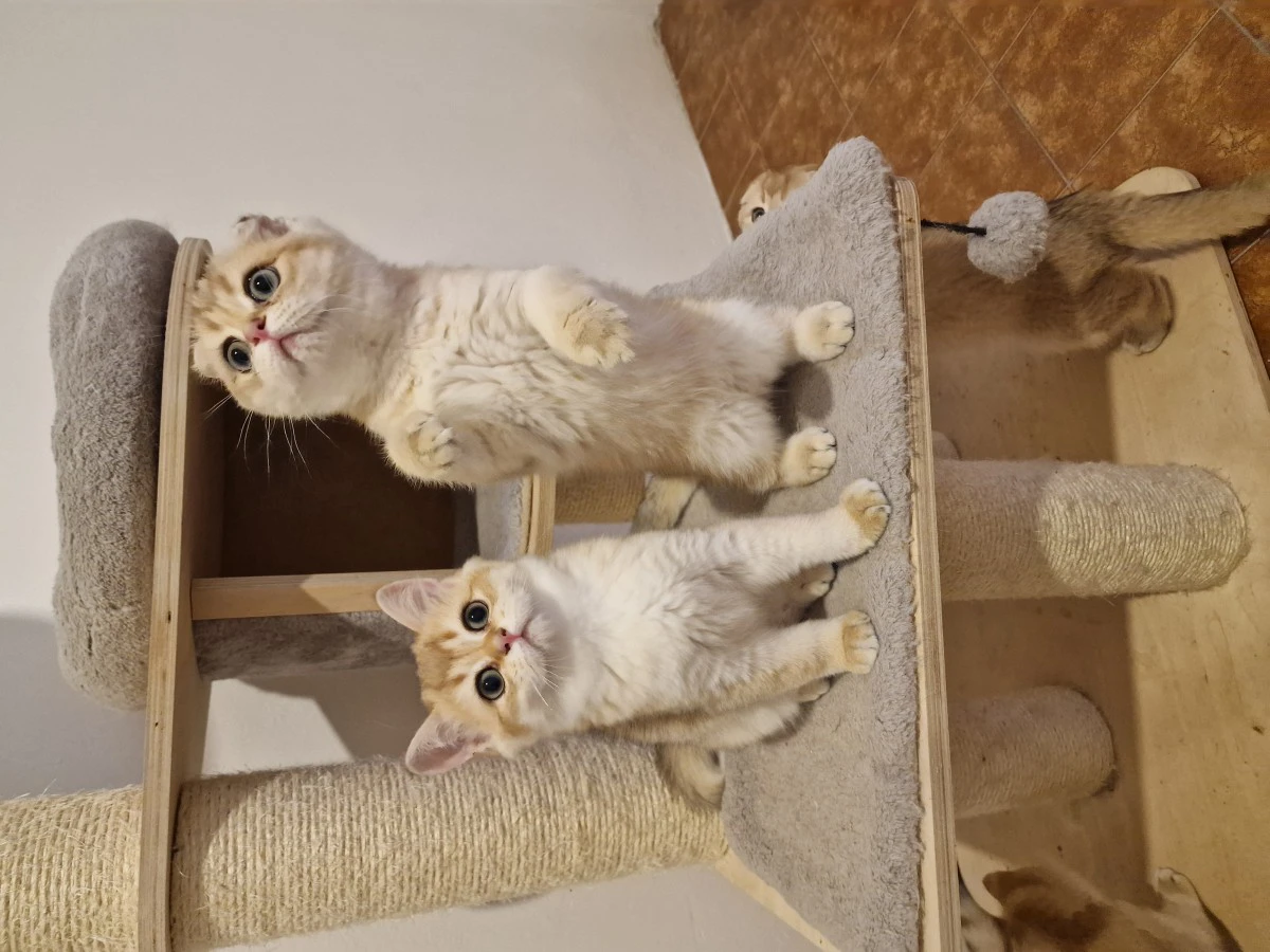 Scottish fold e straight  | Foto 3