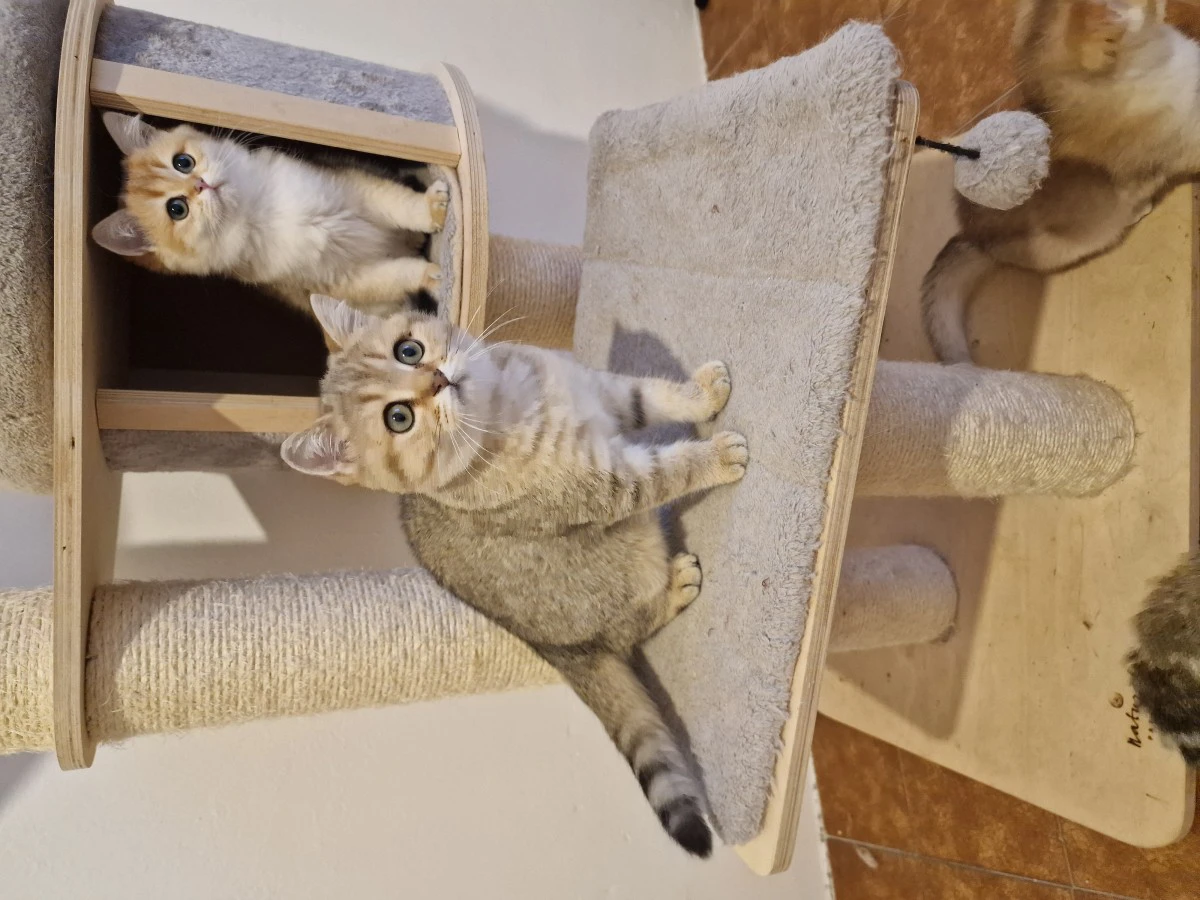 Scottish fold e straight  | Foto 2