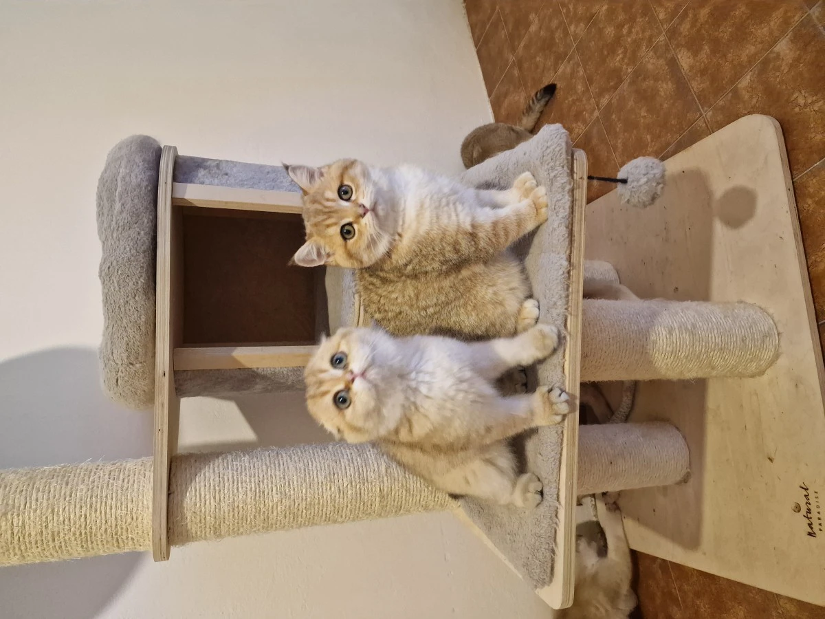 Scottish fold e straight  | Foto 1