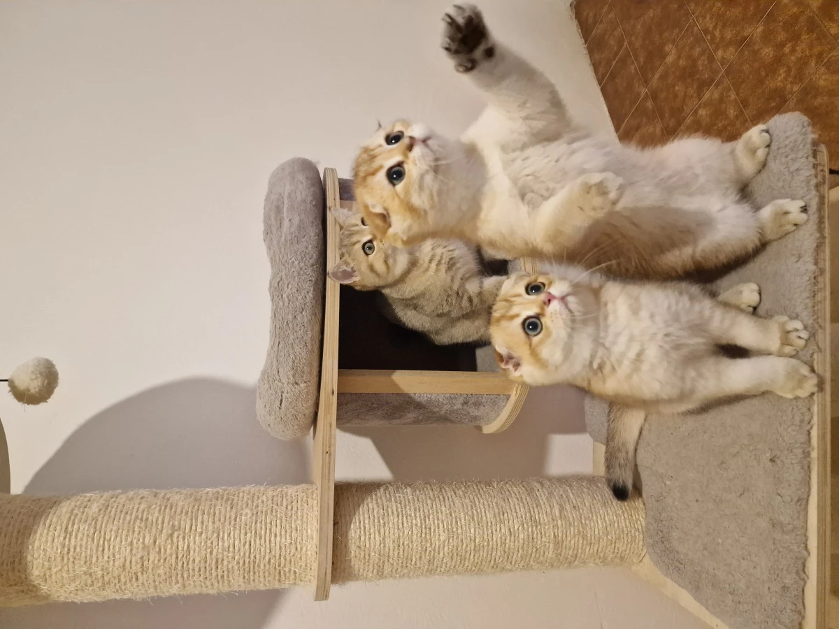 Scottish fold e straight  | Foto 4