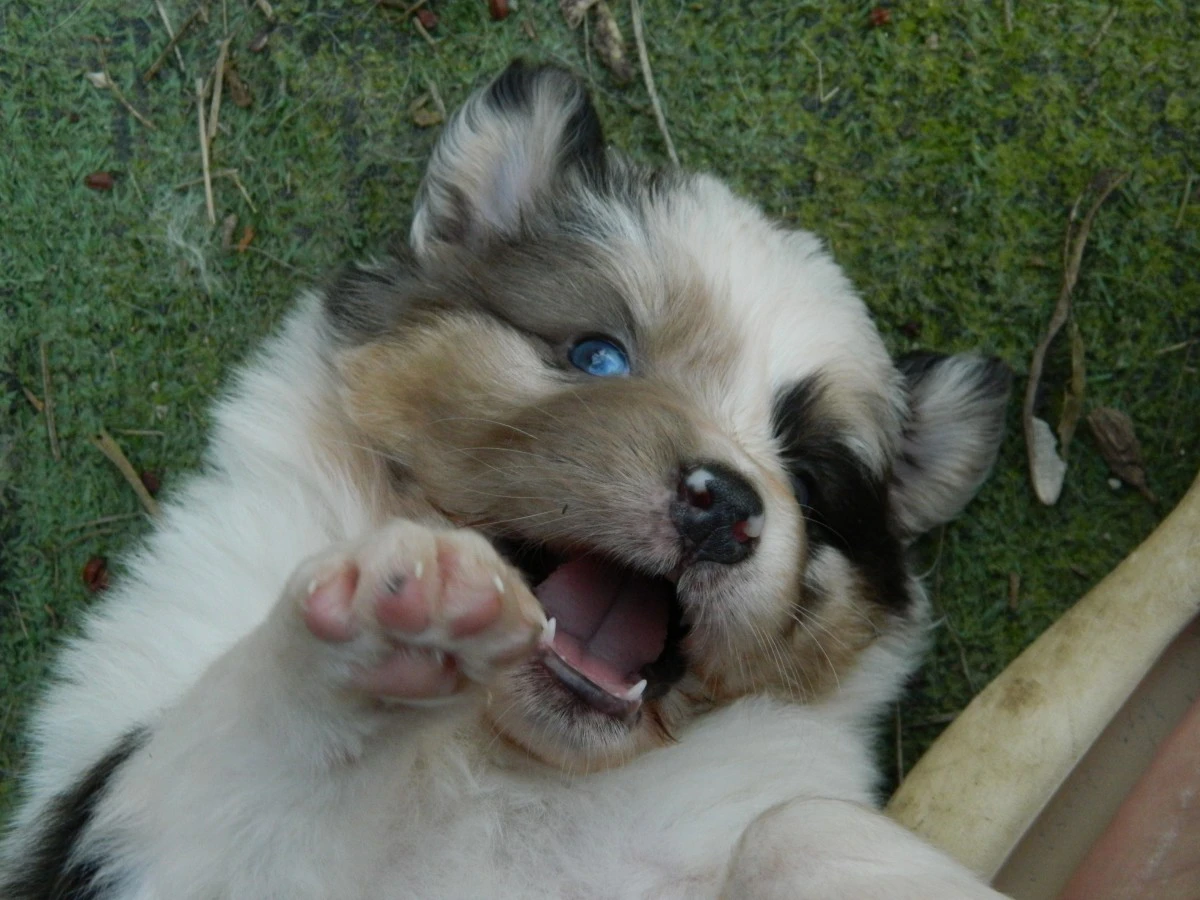 Cuccioli pastore australiano alta genealogia | Foto 9