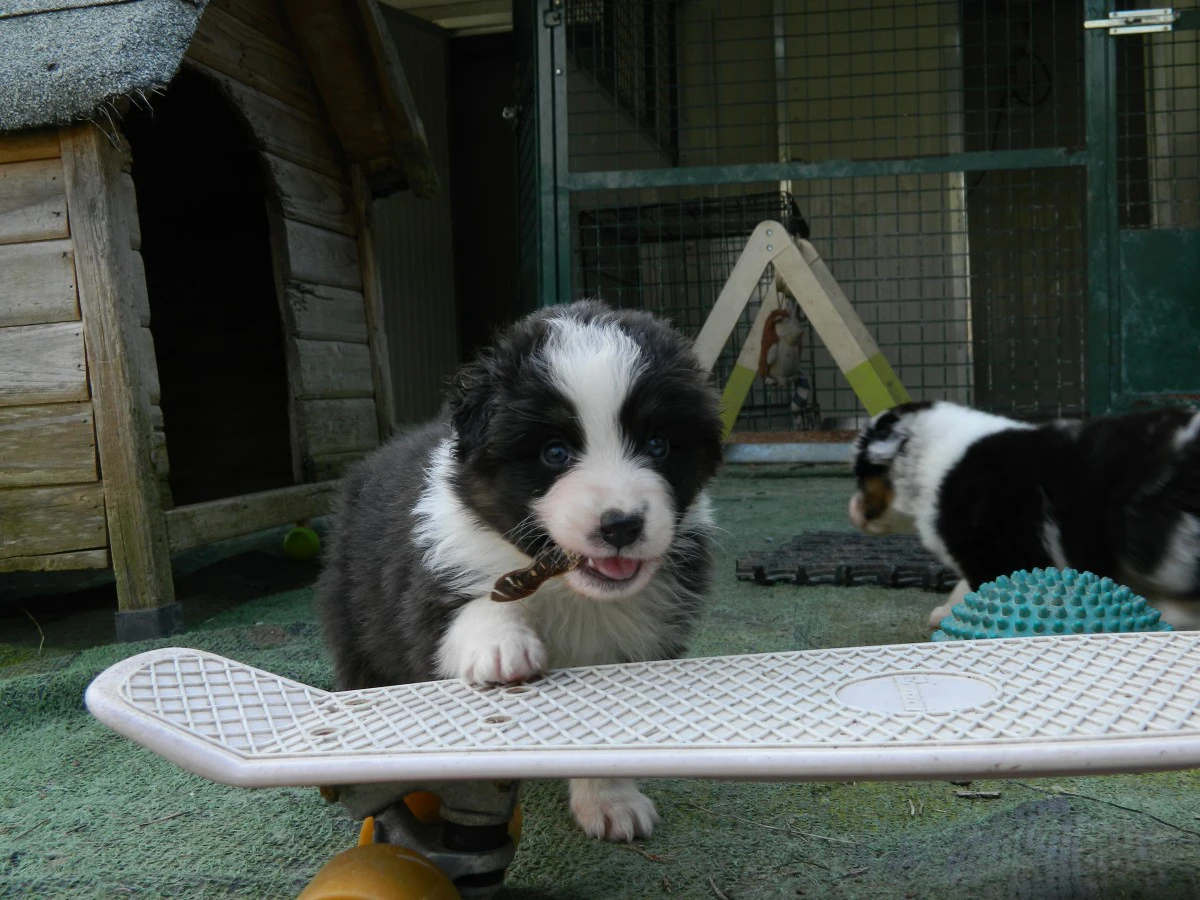 Cuccioli pastore australiano alta genealogia | Foto 3