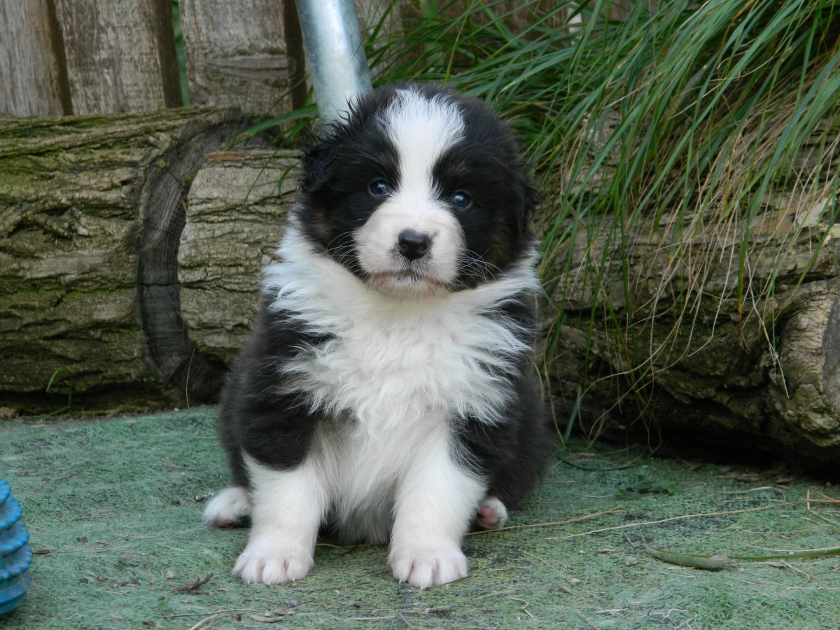 Cuccioli pastore australiano alta genealogia | Foto 2