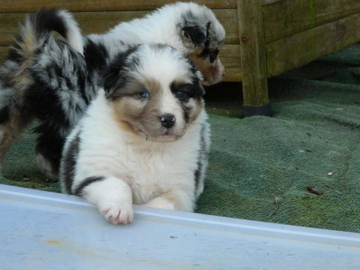 Cuccioli pastore australiano alta genealogia | Foto 4