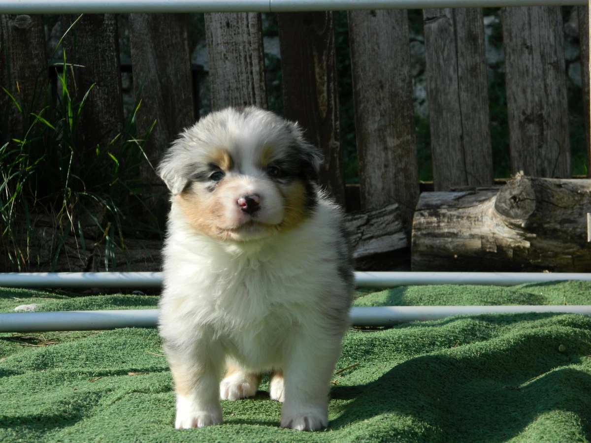 Cuccioli pastore australiano alta genealogia | Foto 6