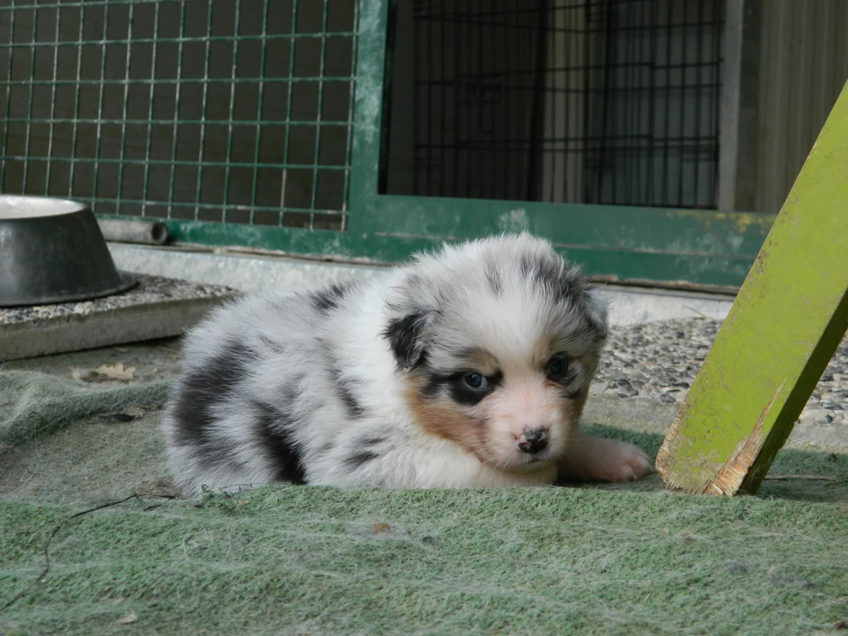 Cuccioli pastore australiano alta genealogia | Foto 8