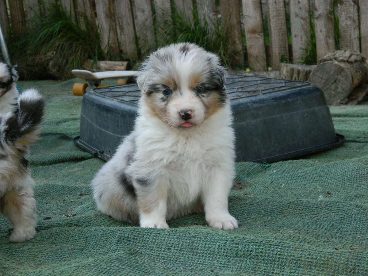 Cuccioli pastore australiano alta genealogia | Foto 1