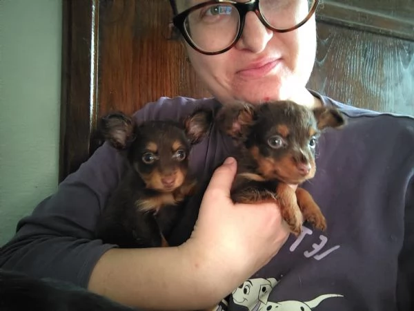 Cuccioli di Russian Toy Cioccolatini  | Foto 1