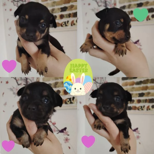 Russian Toy Cuccioli  | Foto 2