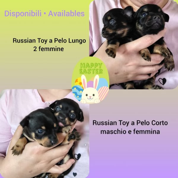 Russian Toy Cuccioli  | Foto 1