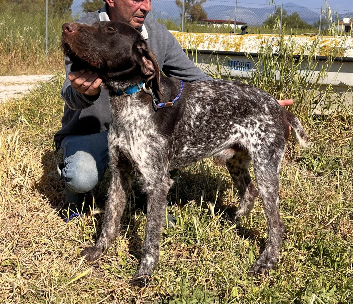Cucciola e cuccioloni Drahthaar | Foto 4