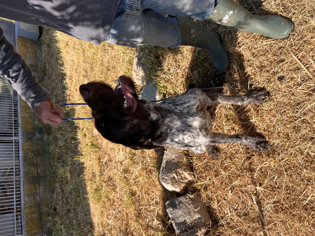 Cucciola e cuccioloni Drahthaar | Foto 2