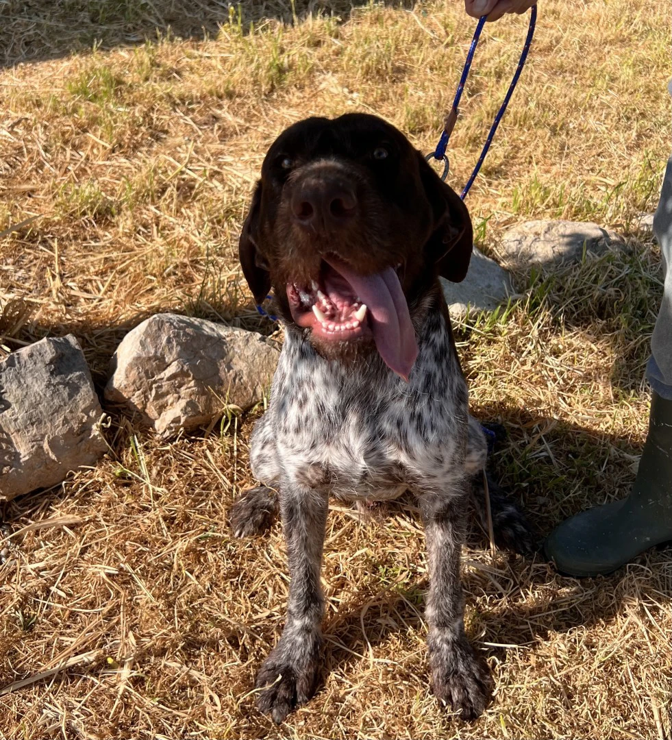 Cucciola e cuccioloni Drahthaar | Foto 1