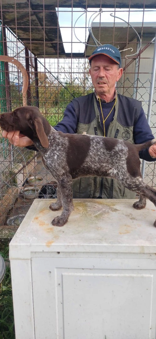 Cucciola e cuccioloni Drahthaar | Foto 5