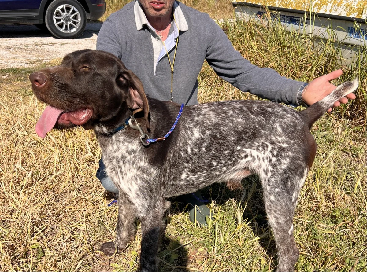 Cucciola e cuccioloni Drahthaar | Foto 3