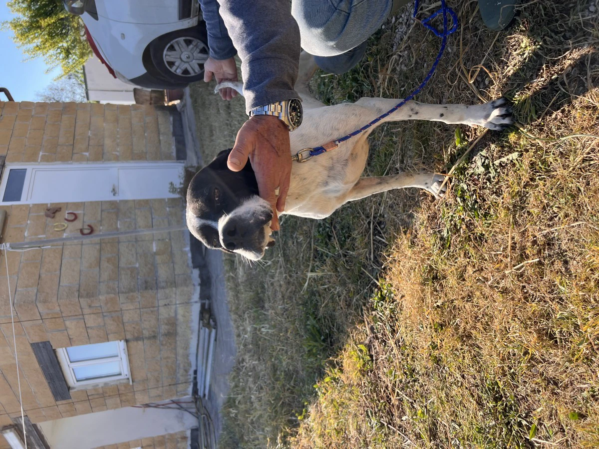 Pointer maschi | Foto 8