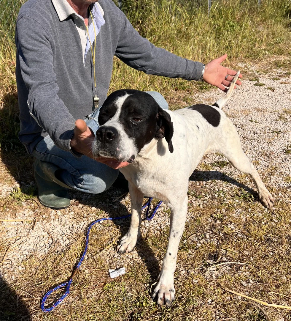 Pointer maschi | Foto 4