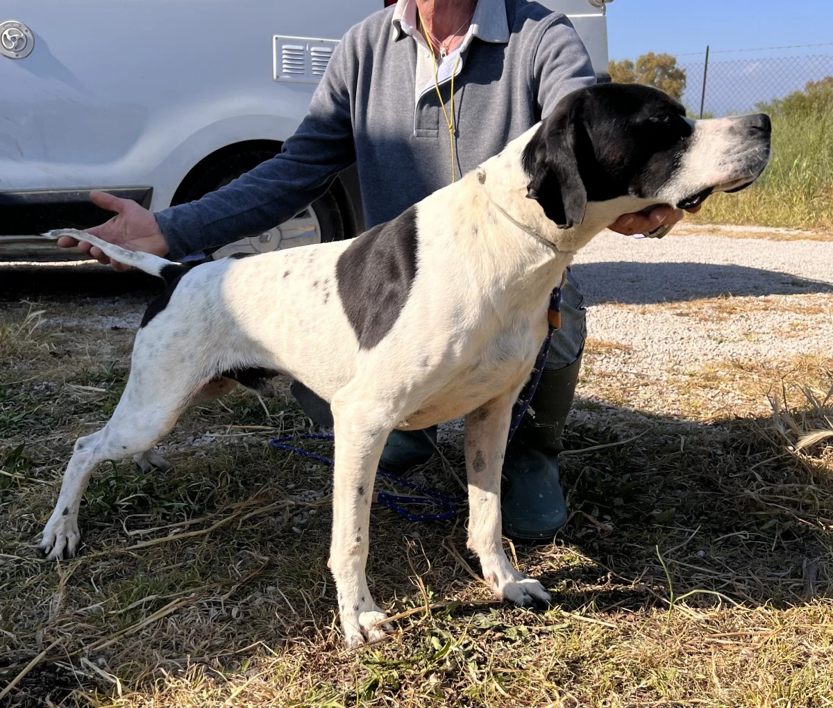 Pointer maschi | Foto 10