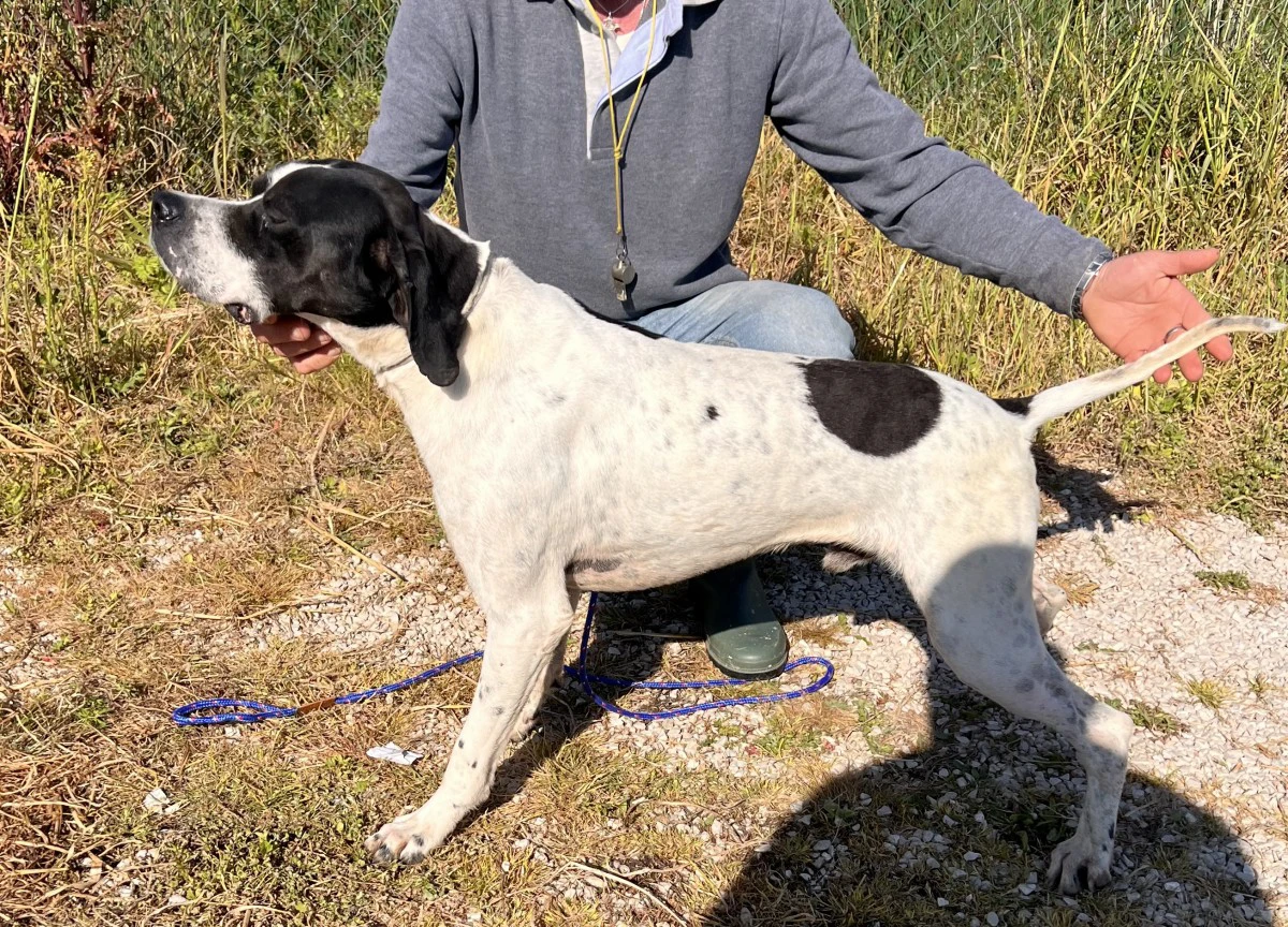 Pointer maschi | Foto 7