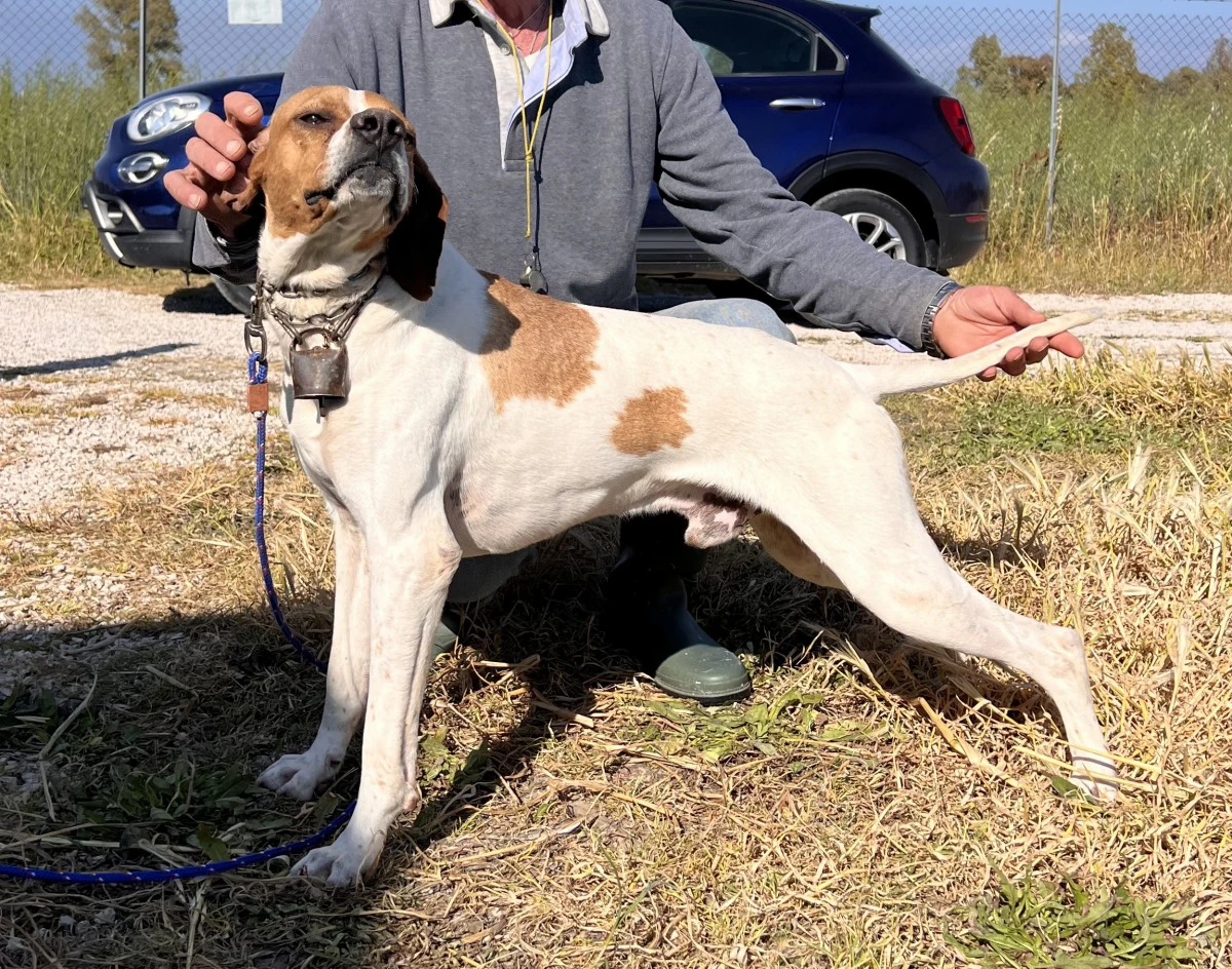 Pointer maschi | Foto 3