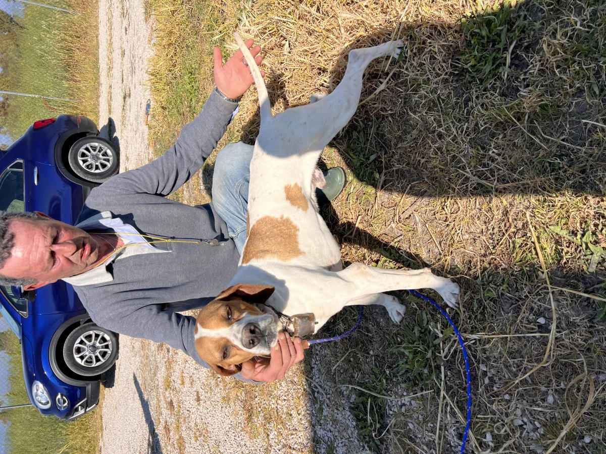 Pointer maschi | Foto 1