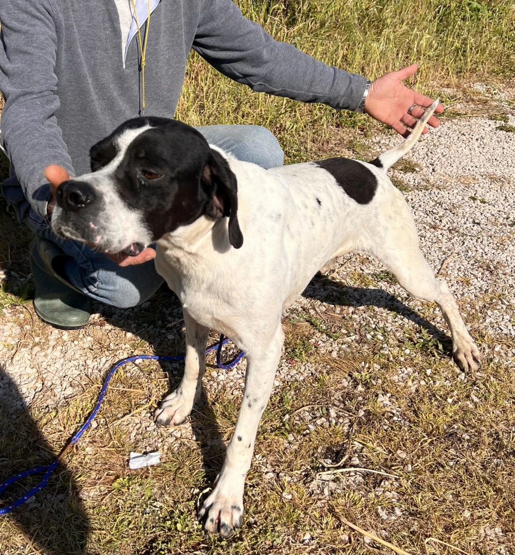 Pointer maschi | Foto 5