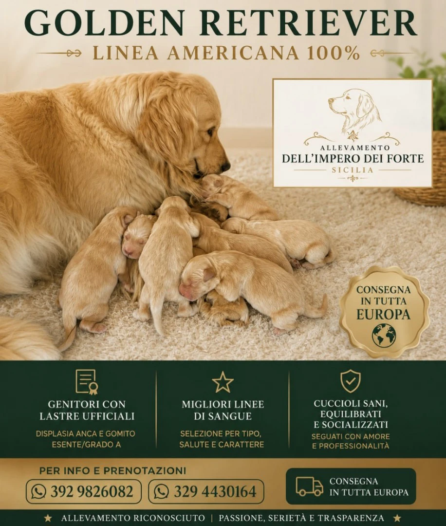 GOLDEN RETRIEVER AMERICANO | Foto 1