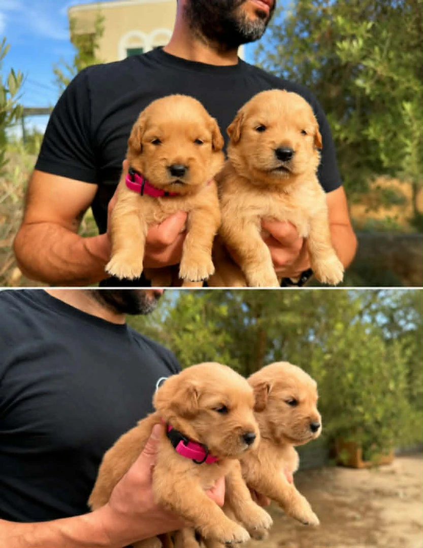 golden retriever americano | Foto 1