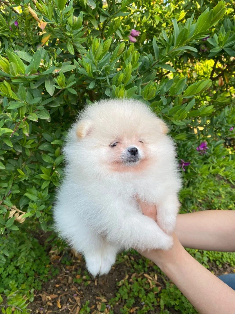 Ciccioli di Spitz di Pomerania con pedigree ENCI | Foto 4
