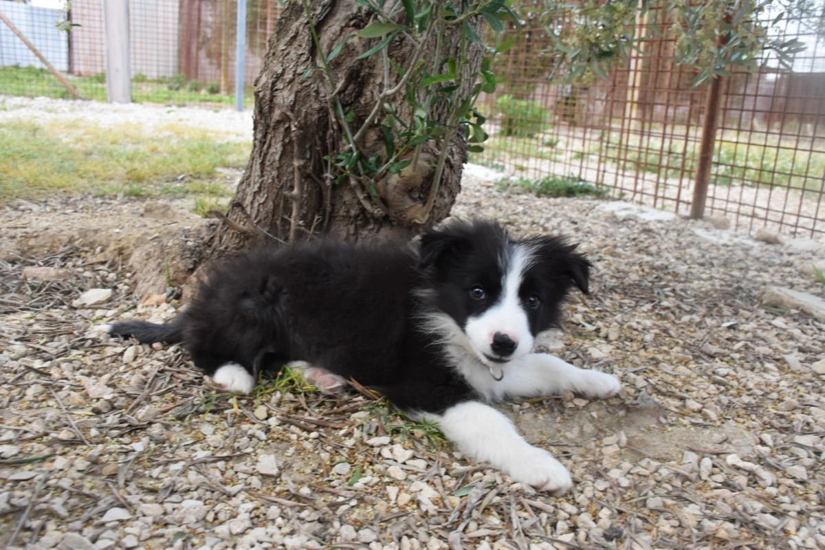 Cuccioli di Border collie ( bordercollie ) | Foto 7