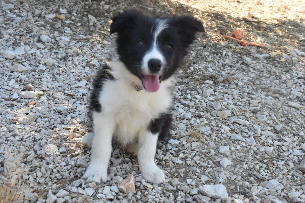 Cuccioli di Border collie ( bordercollie ) | Foto 9