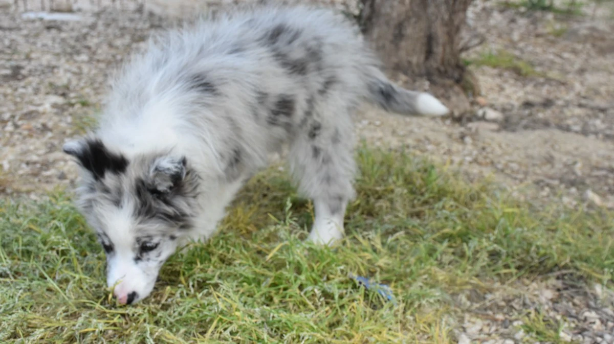 Cuccioli di Border collie ( bordercollie ) | Foto 8