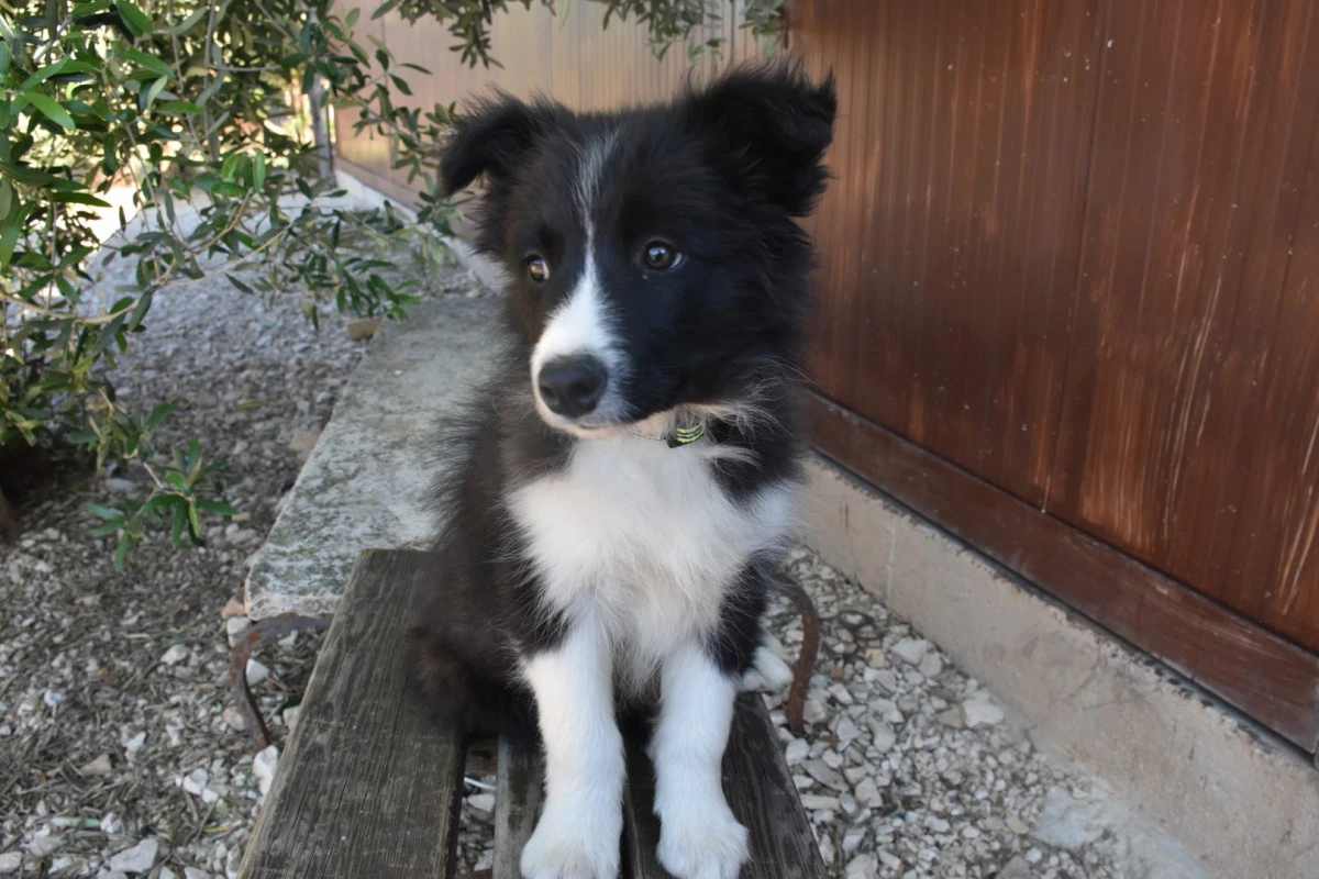 Cuccioli di Border collie ( bordercollie ) | Foto 5