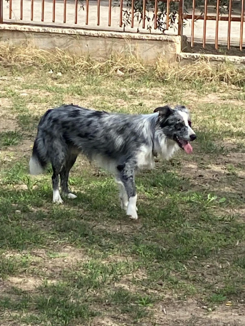 Cuccioli di Border collie ( bordercollie ) | Foto 2